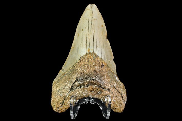 Fossil Megalodon Tooth - North Carolina #109836
